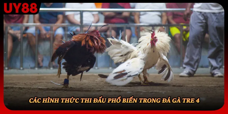 Các hình thức thi đấu phổ biến trong đá gà tre 4